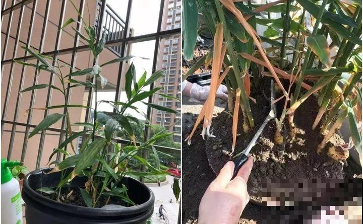 发芽的土豆先别扔，切块埋土里，仨月收获一箩筐！