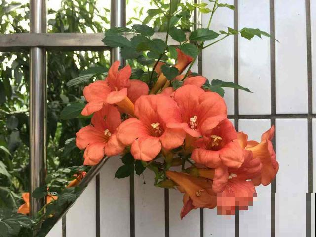 6种好看的花，可以让你的阳台不再单调，也太迷人了