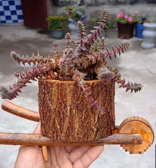 路边扔的木桩子，捡回家切几刀，种上花后多少钱也不卖！