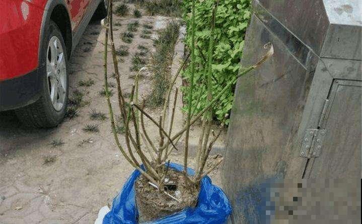 路上捡的烂花这么一弄，全变精品盆栽，看一眼就能学会！