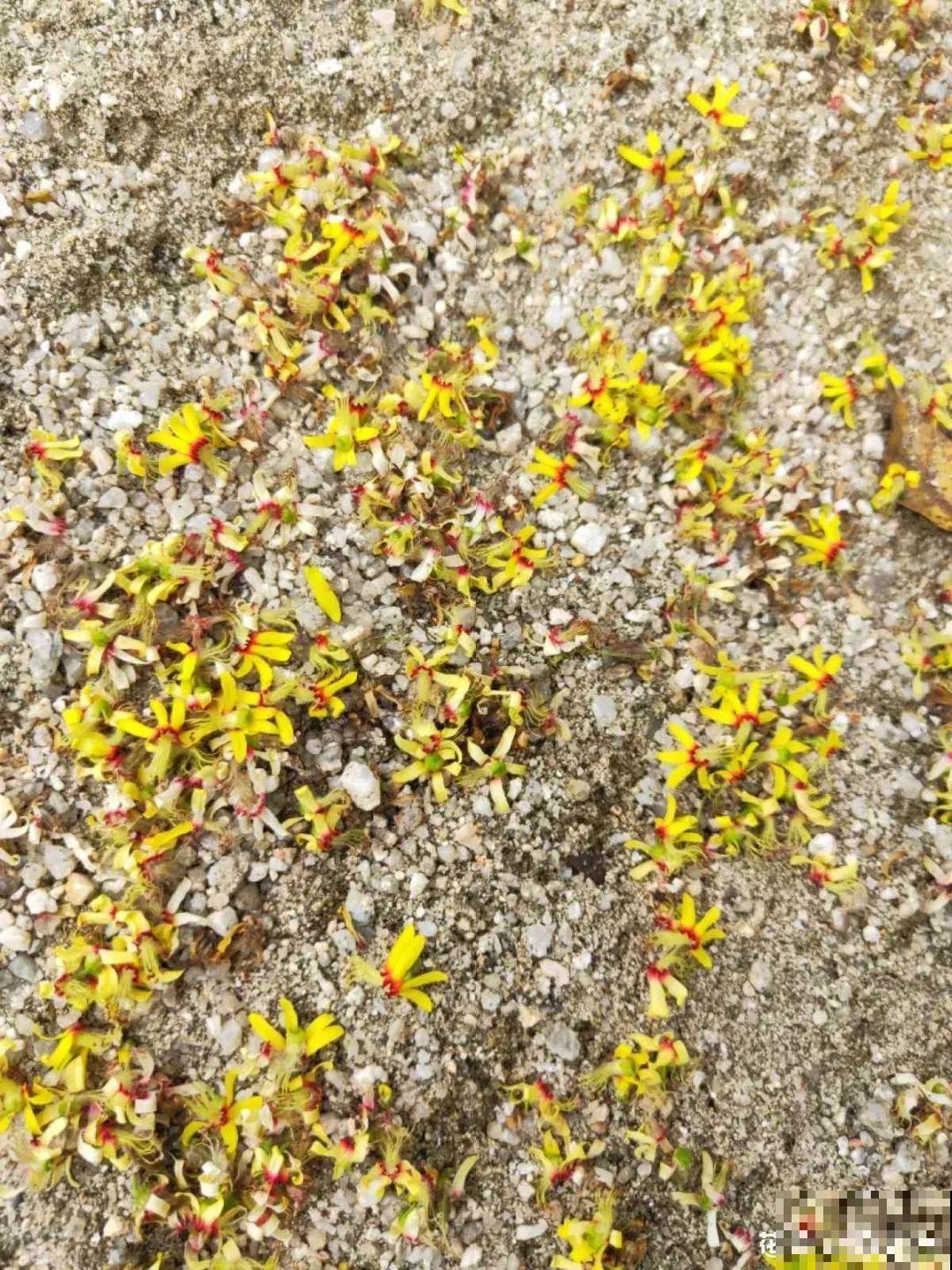 秋天就是赏叶子的季节，配上蓝天，美的就像一幅画！