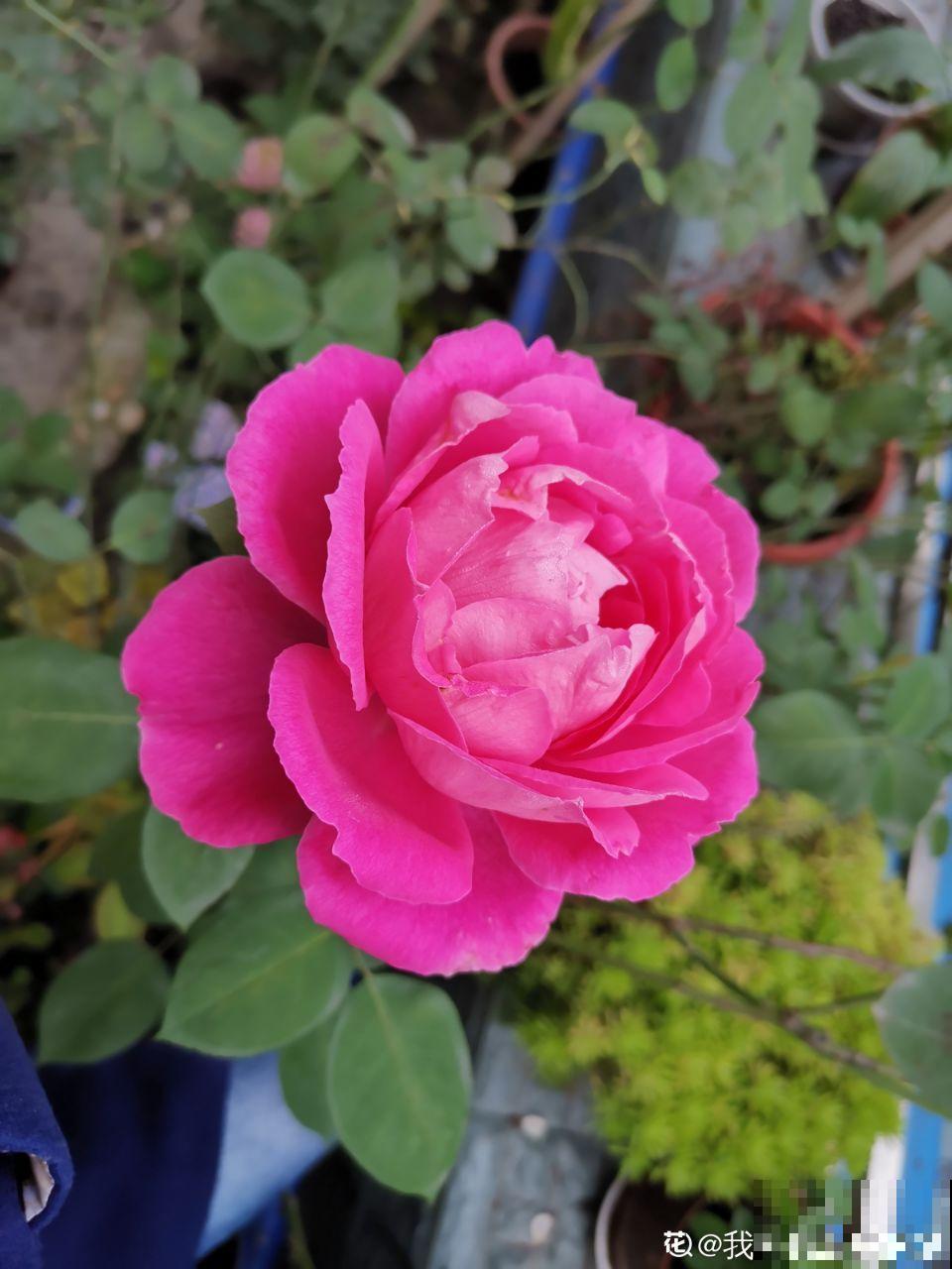 这花就得虐着养，套个袋子捂一捂，揭开立马冒花苞！