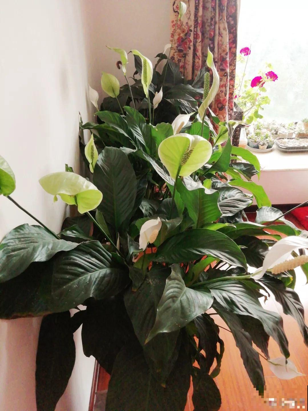7种转运花，年底在家养一盆，开花就是好兆头！