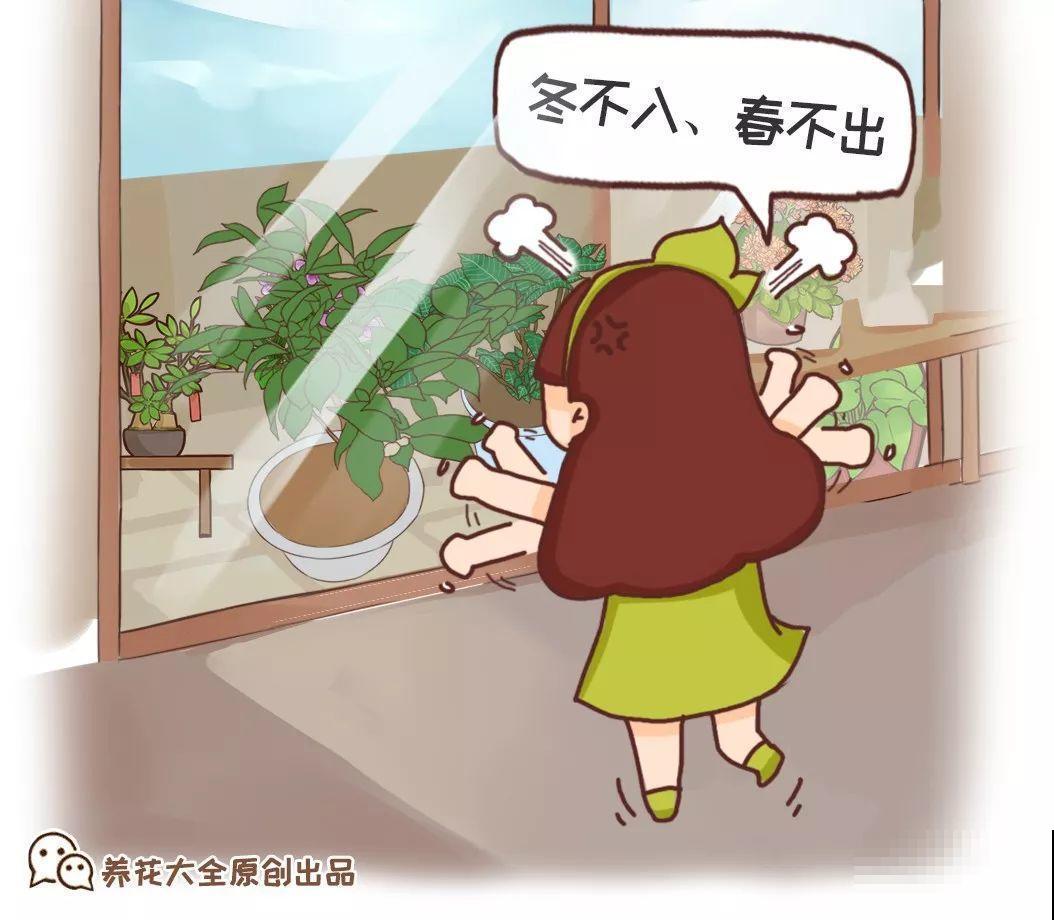 这6种花，先别往屋里搬，外面冻俩月，花开才更旺！