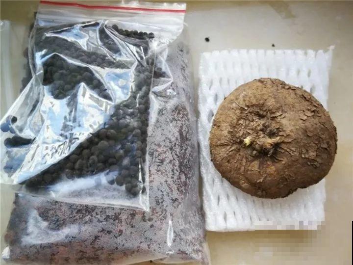 别看这花光秃秃，一喷水就窜叶，越养越值钱！