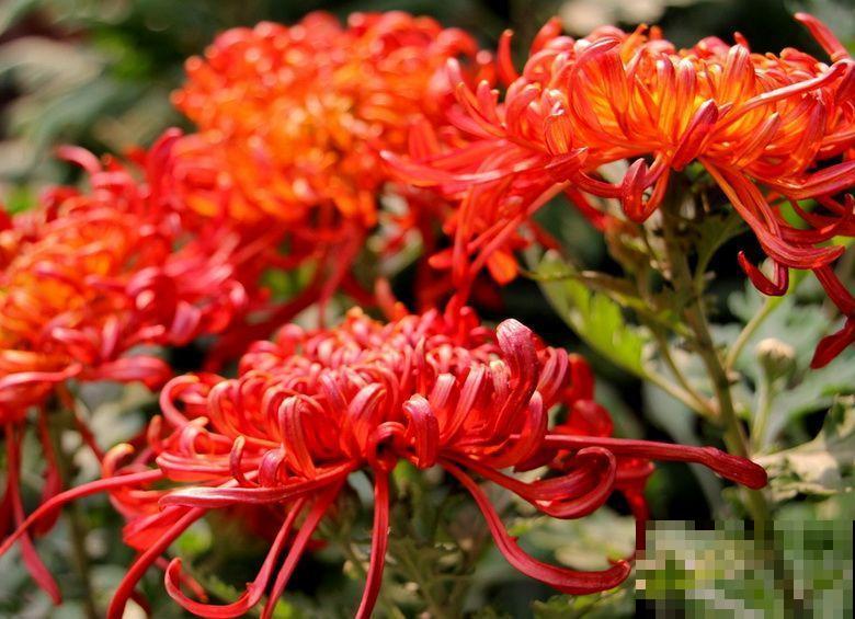 秋天最美、最耐寒的花，开花遍地金黄，看一眼就挪不动地！