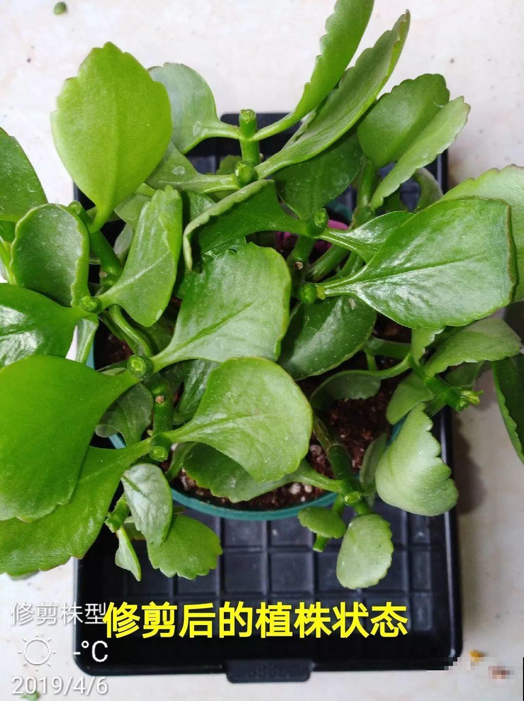 长寿花养出大粗枝，一年到头不窜芽，别等了，赶紧剪！
