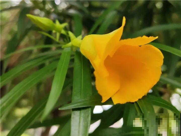 这15种花，别乱碰、别乱吃，家里能不养就不养！