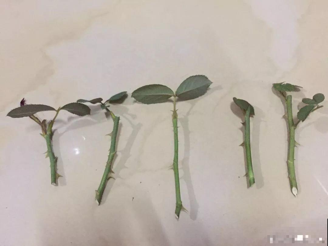 这3种花最好别扦插，越养越难看，重瓣花也能变单瓣！