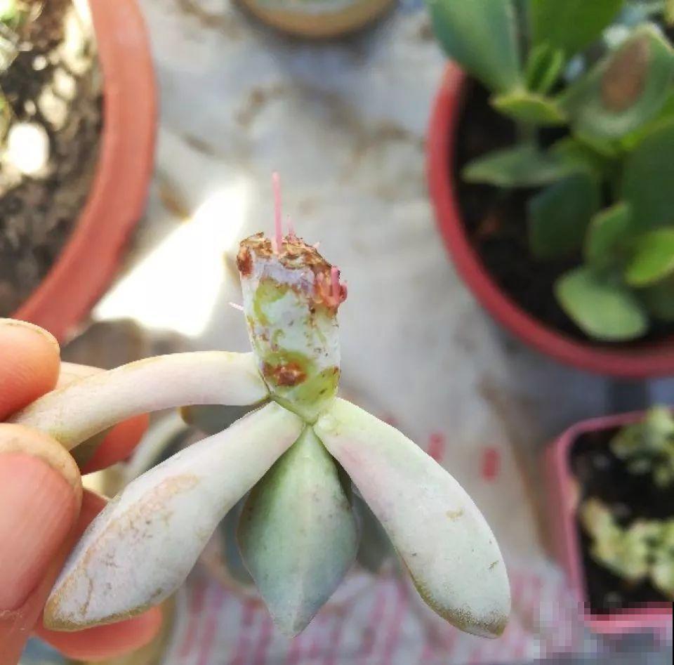 这几种多肉白送都不要，养不活还浪费钱，真坑！