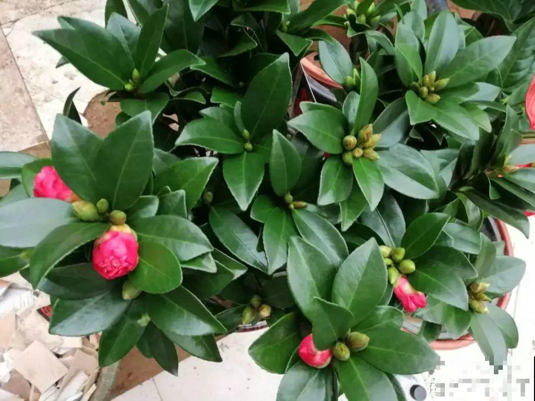 这花公认难养，冬天别急着搬屋里，小心花苞掉一地！