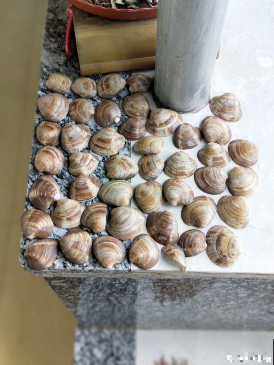 牡丹吊兰这么养，半月就能长爆盆，年年开花不断！