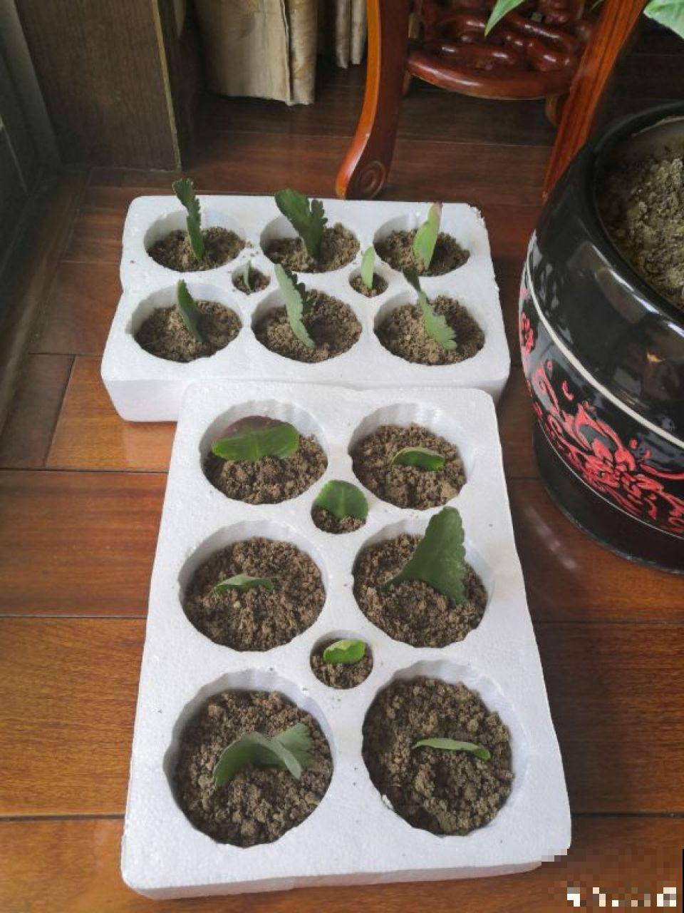 长寿花这么养，开成一个花球，一年到头叶子绿油油！