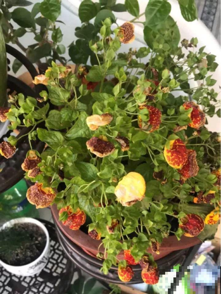5种花别喷水，一喷叶子就发黄，小心3天掉成光杆！