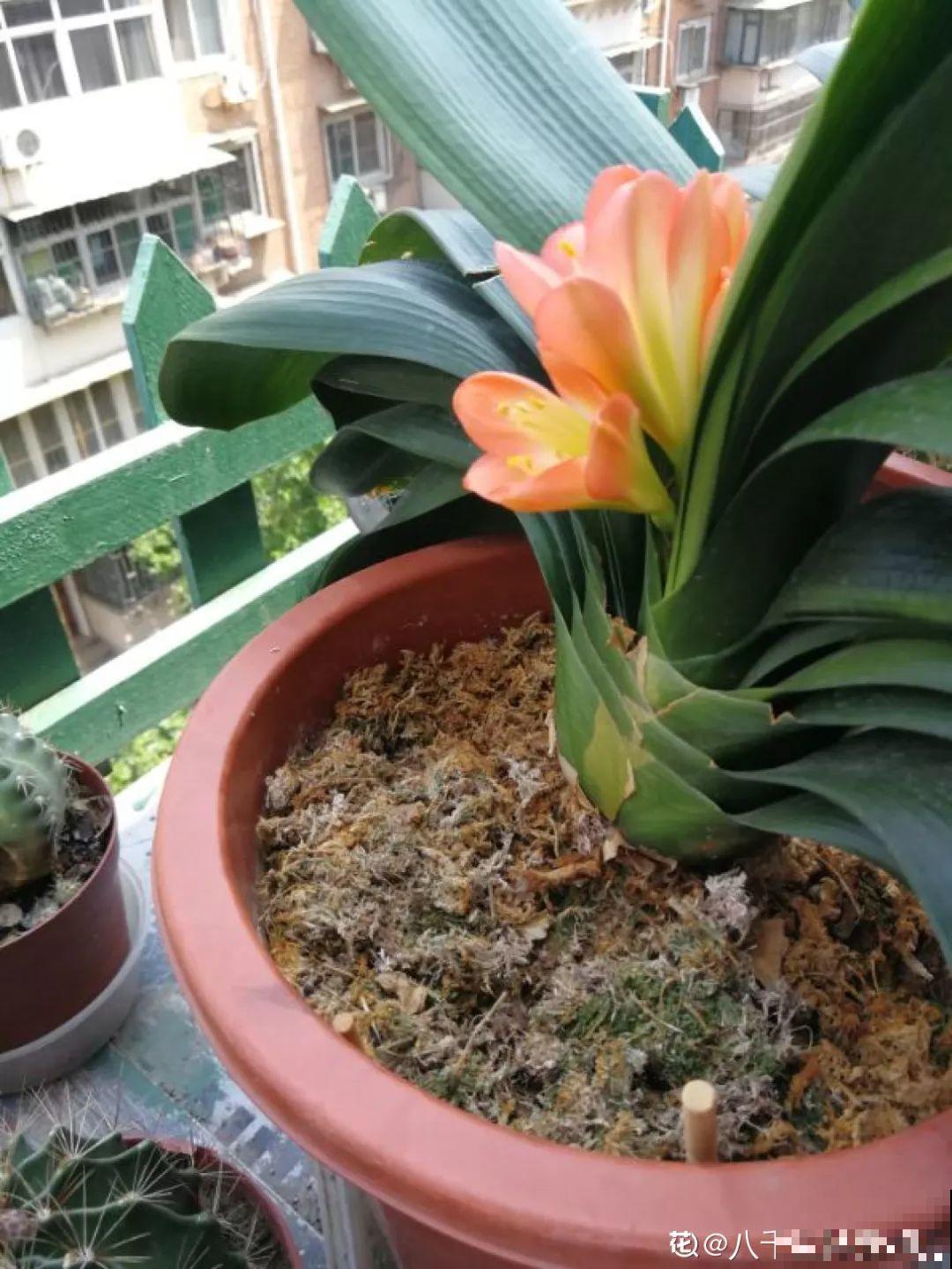适合冬天养的10种兰花，能一直开到过年，颜值超高有气质！