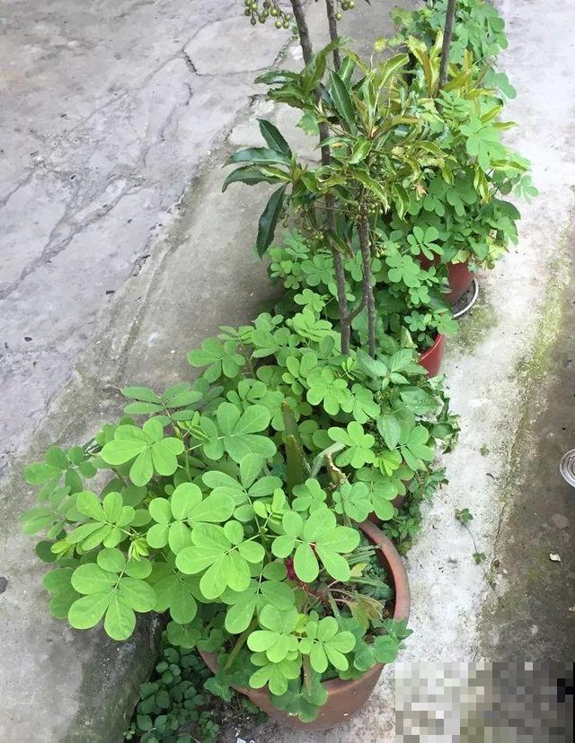 这花种子埋土里就发芽，差点以为是花生，满盆黄花贼亮眼！