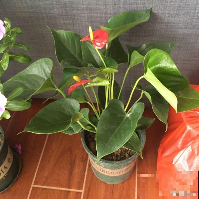 红掌变绿掌，别急着扔，搬屋里缓缓，还有救