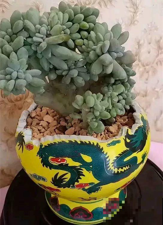 这么贵的花，扔路上随便捡，后悔没带个大麻袋！
