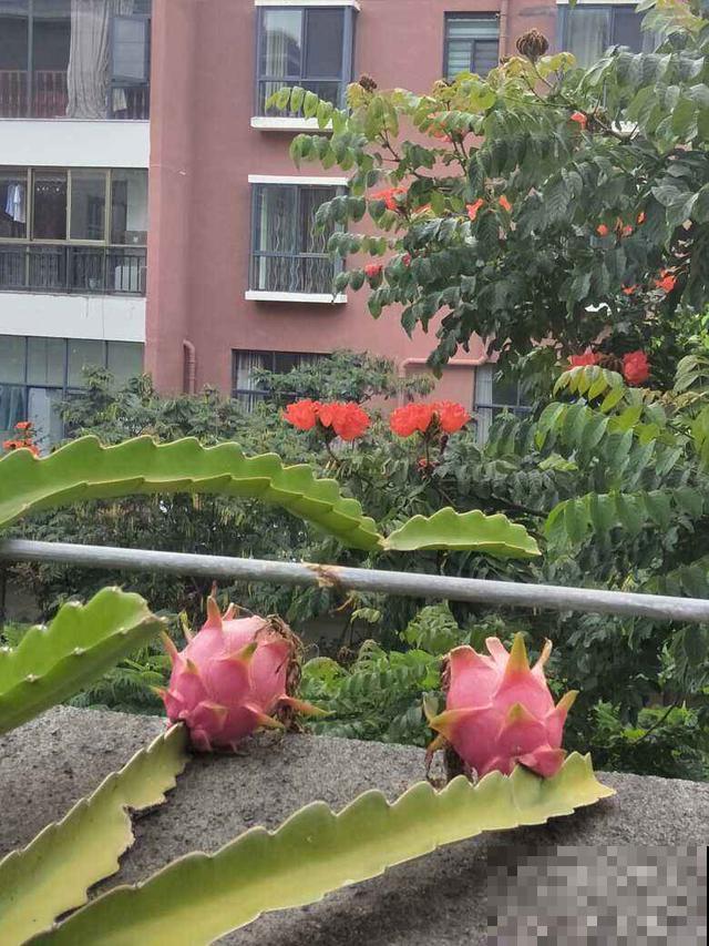 这样打理火龙果盆栽，结出来的果实又香又甜，不愁吃