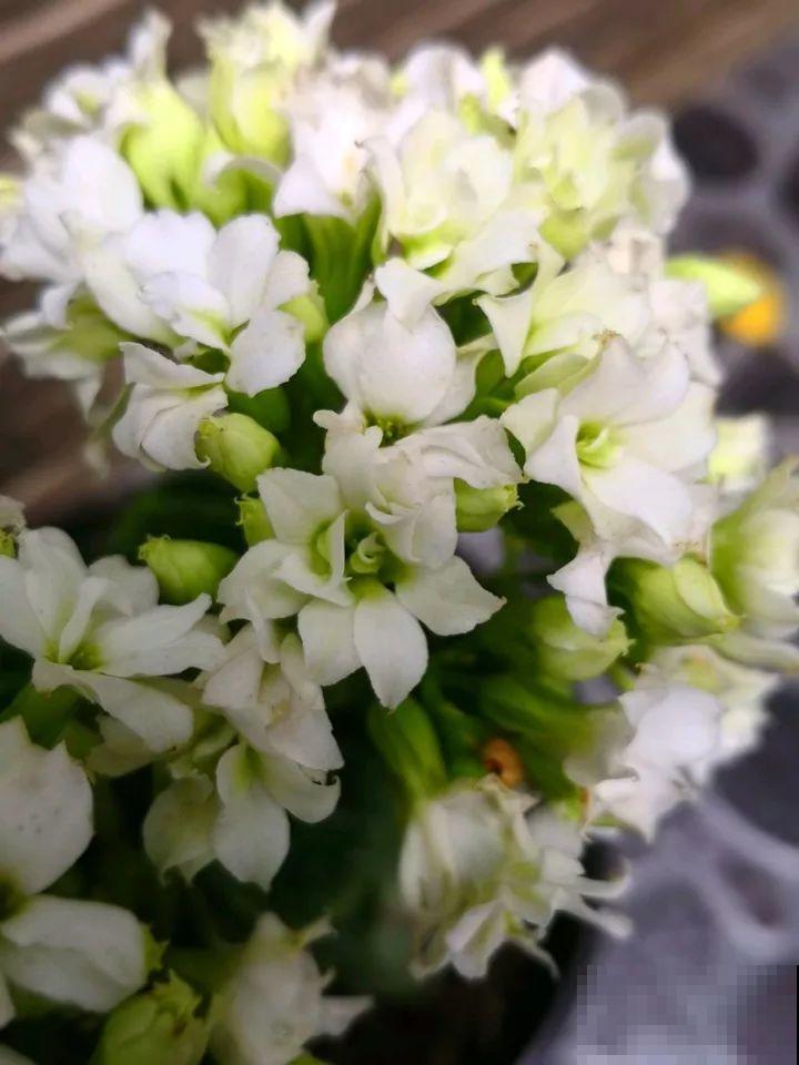 80个长寿花品种，全都美极了，只养1盆真的不够！