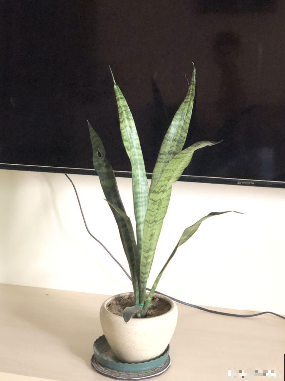 6种有气质的花，摆在哪里都是焦点，邻居全都跑来看！