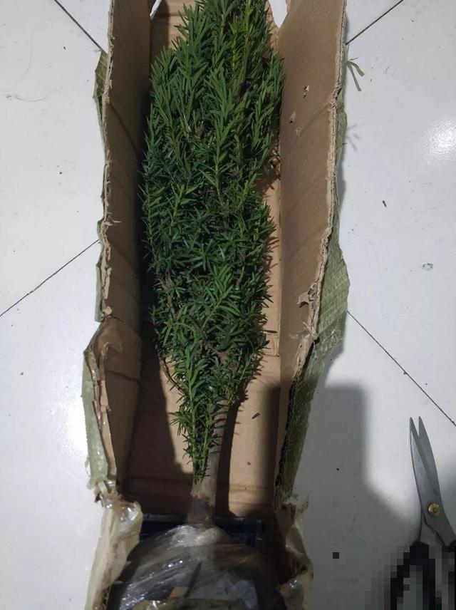 发财树看够了？那就换种吉祥树养，长得快还抗冻！