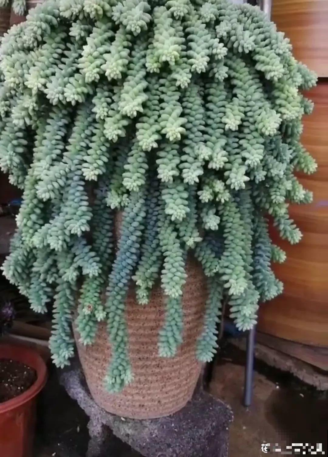 这花一定要慎养，到家就疯长，半年就想扔了！