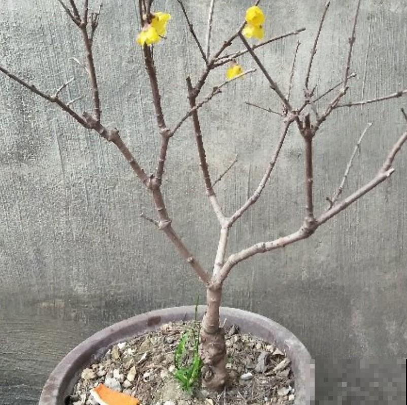 冬季想要赏花，养棵腊梅，香气十足！