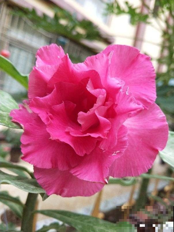 这花比绿萝还好养，开花还很勤快，懒人必备
