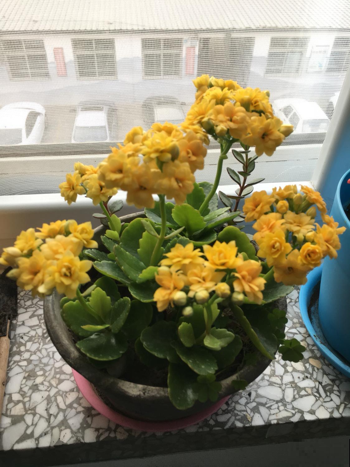 植物枝叶稀疏羸弱，就因为徒长太严重，这种妙药一喷就能重变矮壮