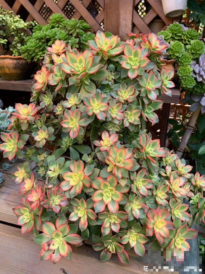 这6种花快施肥，根壮叶绿，还能提早开花！