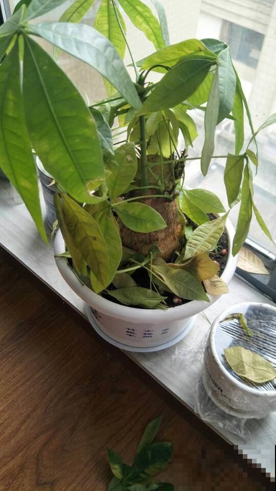 发财树频频黄叶落叶，简直变成光棍树，他用这几招就立马救回来