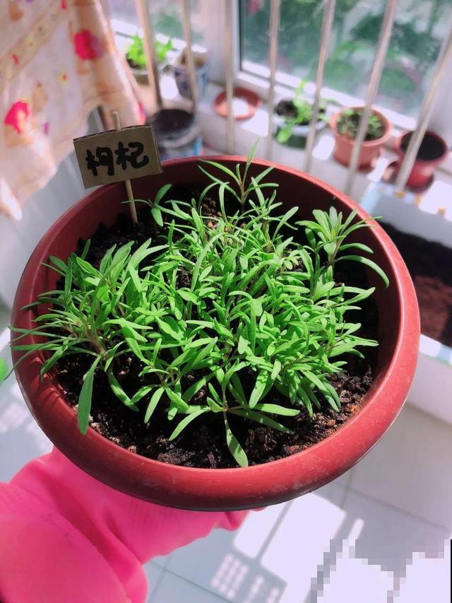 超市买一把枸杞，种盆里变盆栽，10天冒芽，明年就能有果子摘！