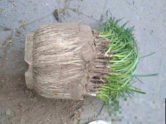 养这3种花真挣钱，今年种1棵，明年能收获一麻袋！