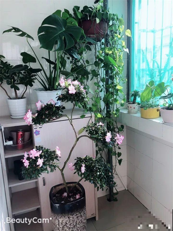11月养花，这4点没注意，再好养的花也过不了冬！