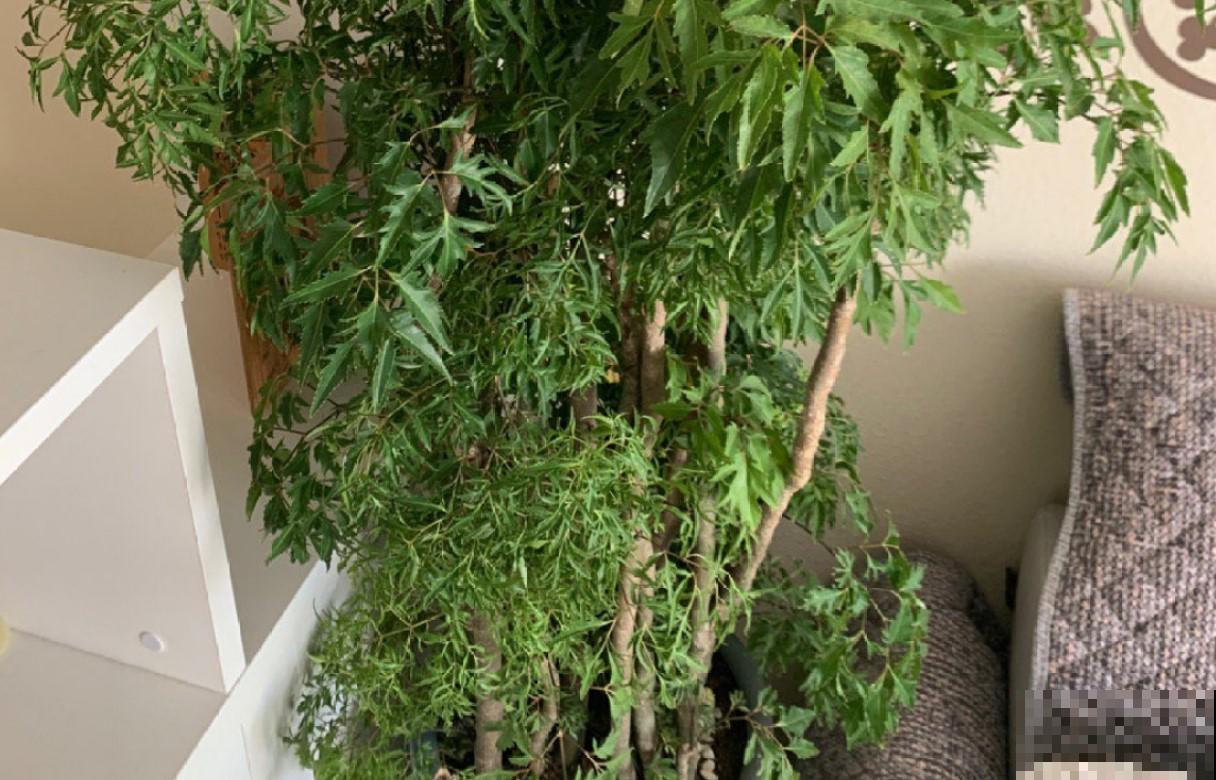 3种常见的浇水方式，不同的花浇不同的水，你们都用那一种！