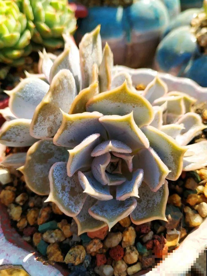 又要开始降温，他给多肉搭了个棚，这下冬天不愁了！