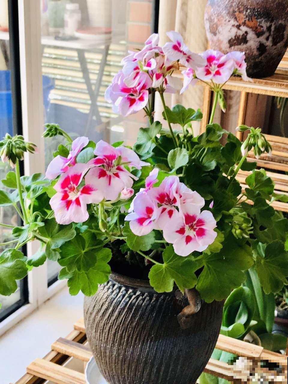 这花放阳台，能从冬天一直开到夏天，怎么都看不够！