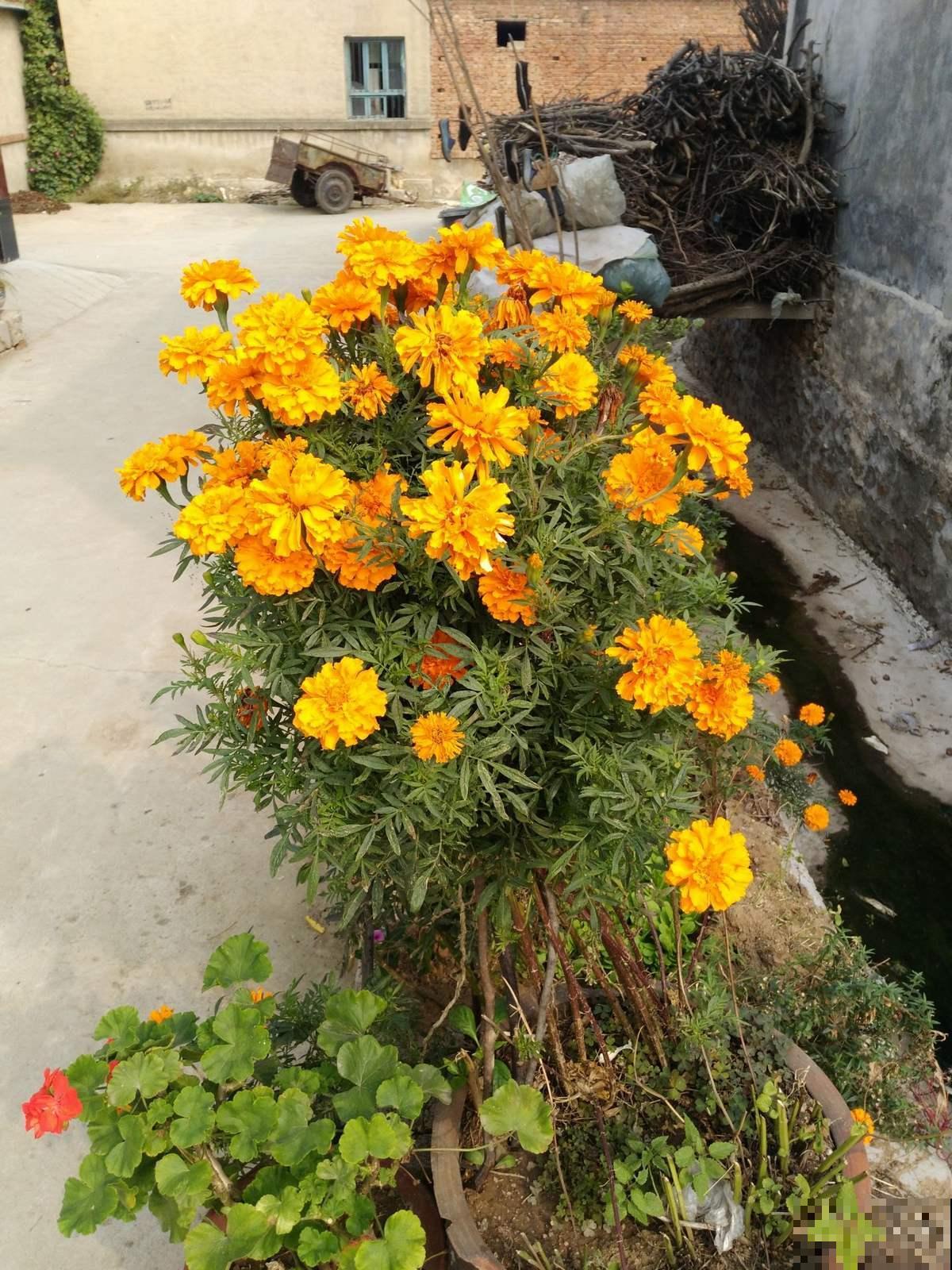 这花可真抗冻，从现在一只开到明年春，播种60多天就开花！