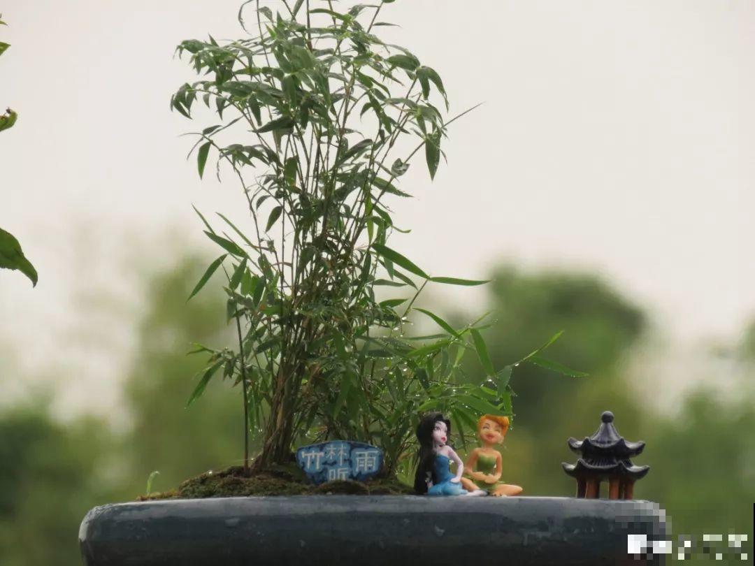 扔路边没人要的花，捡回去养1年，身价翻了20倍！