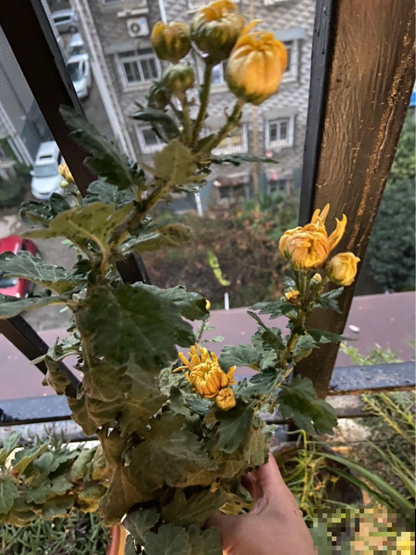 这3种花，冬天别乱折腾，小心最后只剩光秃秃的枝干！