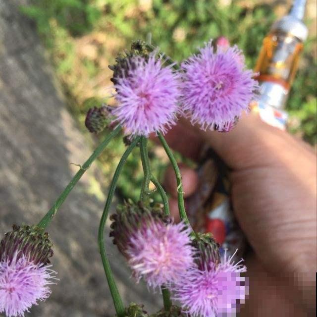 农民眼里的害人草，满地疯长却有大作用，秋冬好多人去挖！