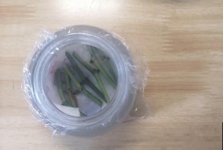 家里有这3种花还买啥，剪根枝条剁8段，沾土3天就发芽！