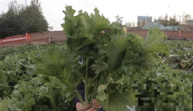 你种过专门包饺子的菜吗？这个新品种鲜有人知，30天收获还零虫害