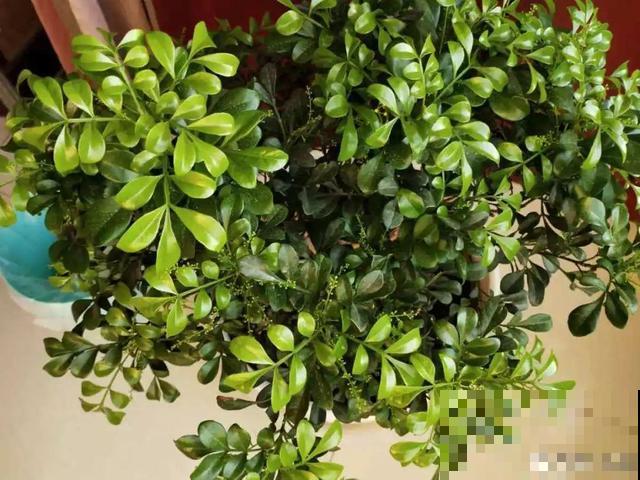 8种花秋冬要穷养，水一多就烂根，再不救只剩空盆！