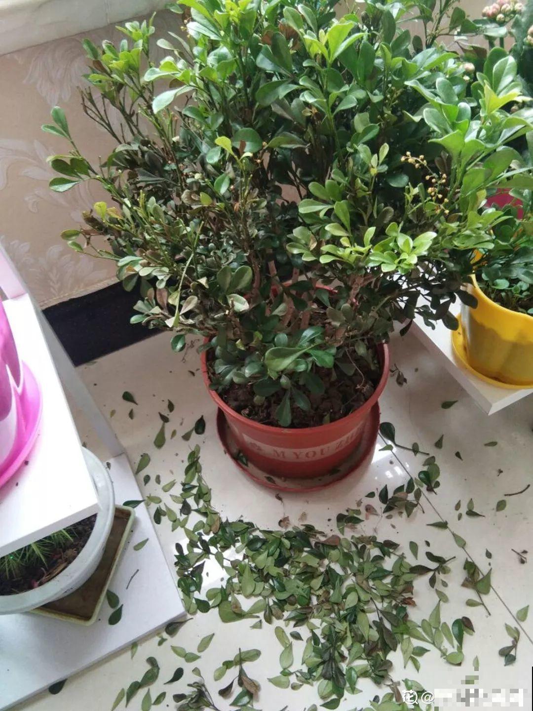 立冬了，米兰要赶紧搬屋里，晚了会掉光叶子！