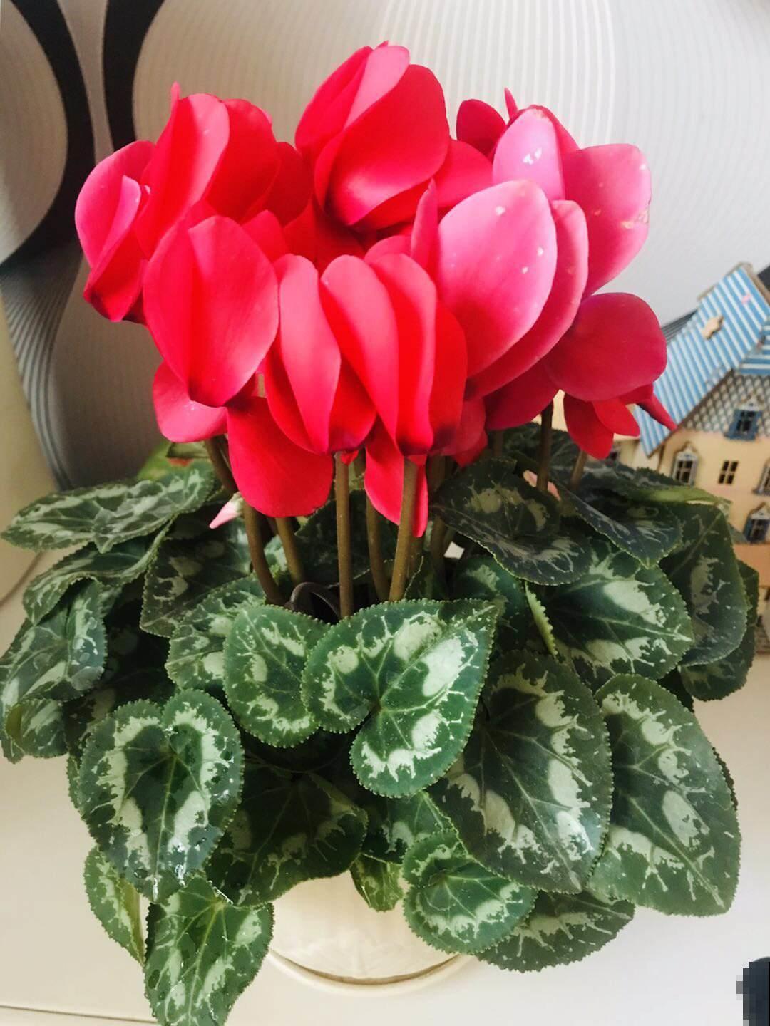 冬天怕花冻死，赶紧倒点这种灰，盆里一撒安全过冬！
