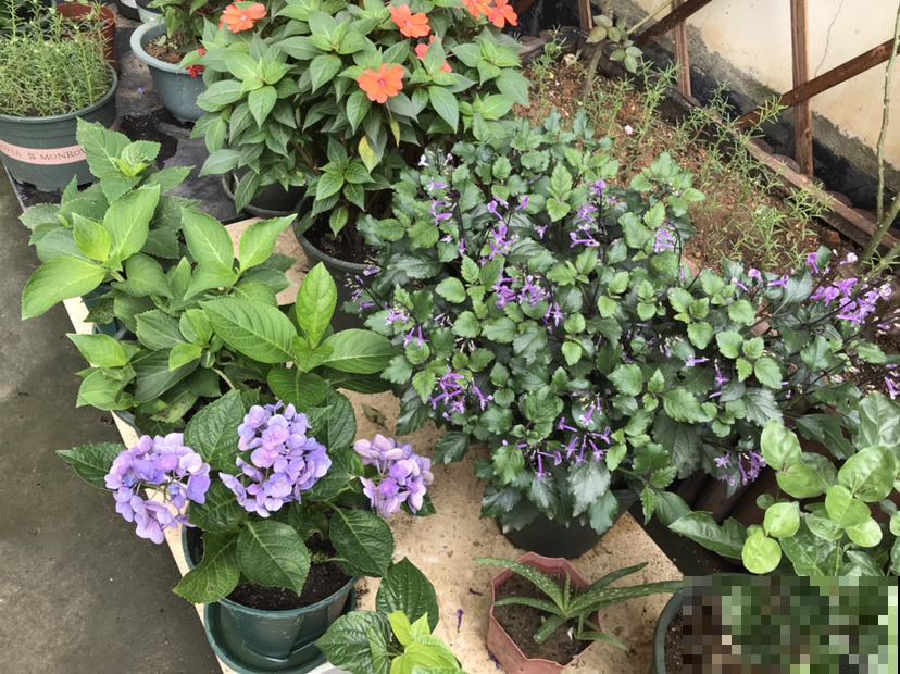 常见的香水花，选对了品种可以当香水用，一举两得