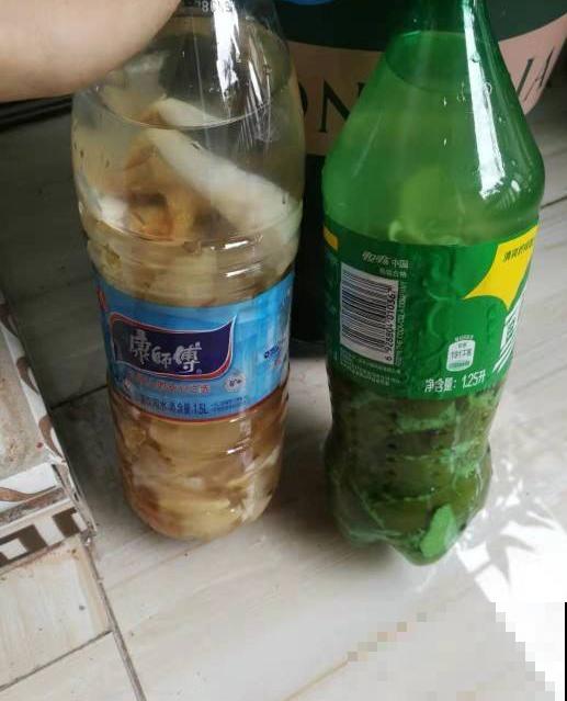 虎皮兰用什么肥？这玩意家家有，不花一分钱也能养壮实！