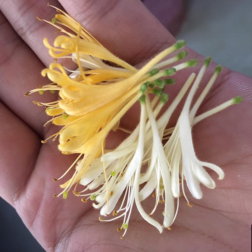 这6种花泡茶喝，缓解干燥，养生美颜